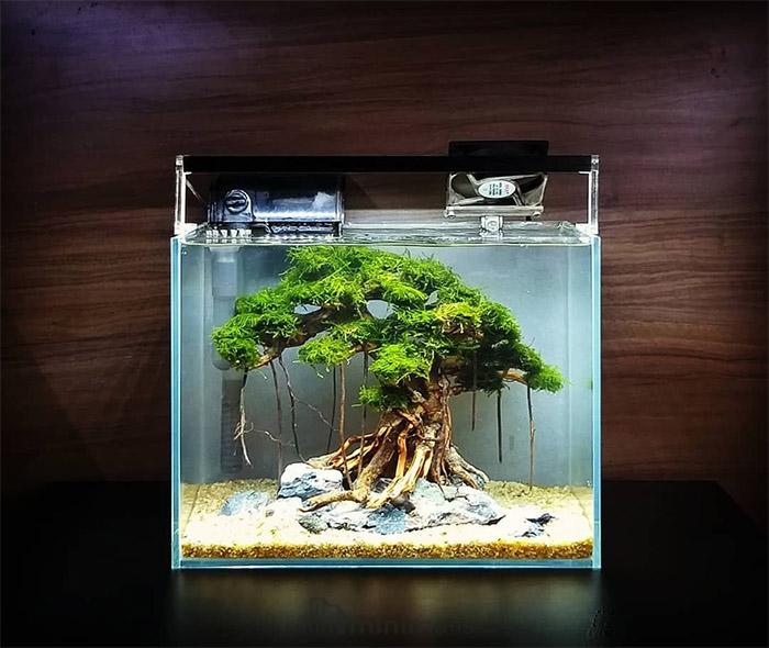 45+ Aquascape Minimalis dan Segala Macam Elemen yang Dibutuhkan