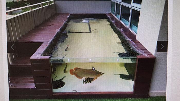 desain kolam ikan depan rumah