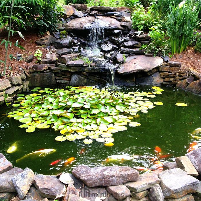 gambar kolam ikan depan rumah